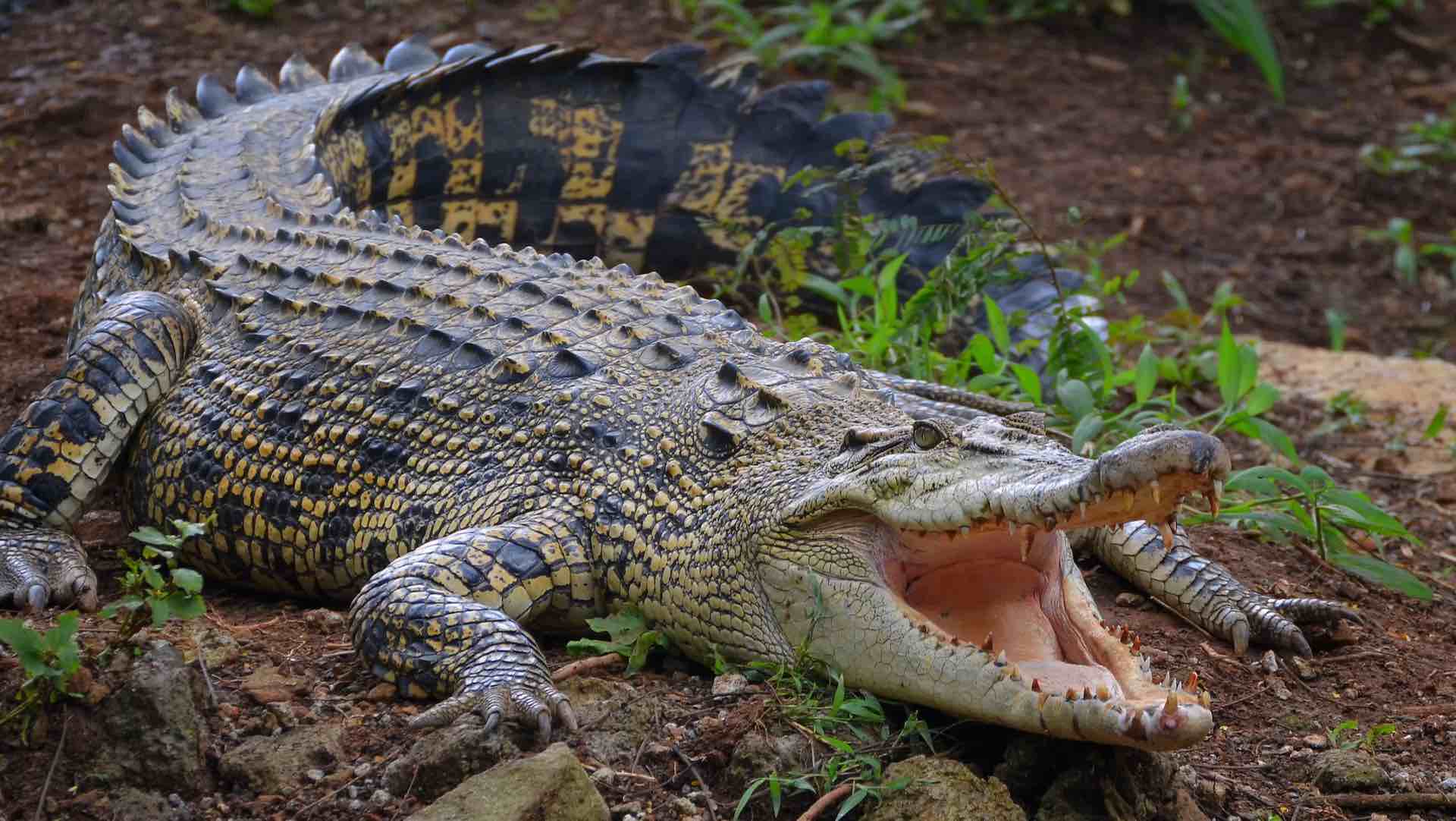 توثيق واقعة نادرة لولادة عذرية لتمساح في حديقة كوستاريكا